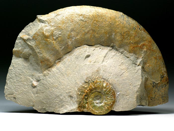 Ammonit (Orthosphinctes) aus der Umgebung von Neumarkt