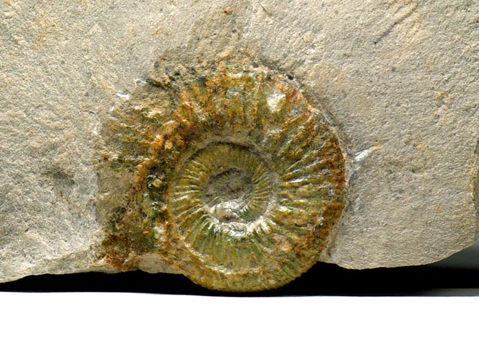Ammonit (Orthosphinctes) aus der Umgebung von Neumarkt