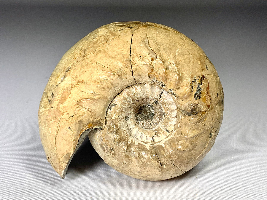 Ammoniten von verschiedenen Fundstellen