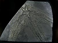 Fossilien aus dem Bundenbacher Schiefer
