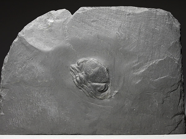 Fossilien aus dem Bundenbacher Schiefer
