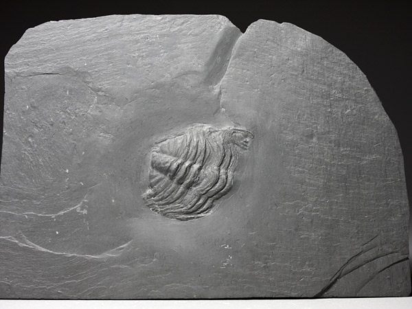 Fossilien aus dem Bundenbacher Schiefer