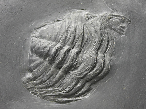 Fossilien aus dem Bundenbacher Schiefer