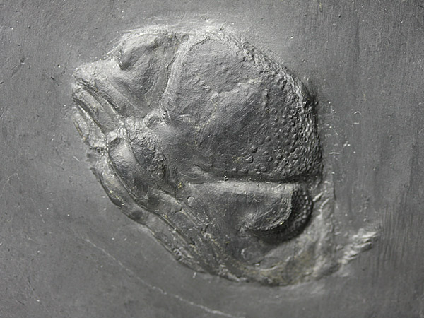 Fossilien aus dem Bundenbacher Schiefer