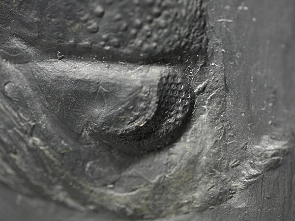 Fossilien aus dem Bundenbacher Schiefer