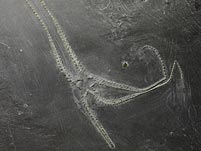 Fossilien aus dem Bundenbacher Schiefer