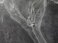 Fossilien aus dem Bundenbacher Schiefer