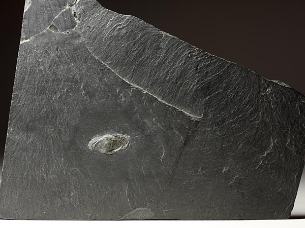Fossilien aus dem Bundenbacher Schiefer