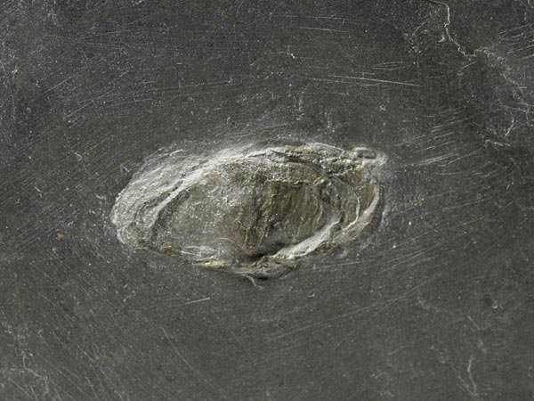 Fossilien aus dem Bundenbacher Schiefer