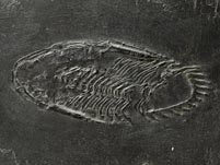 Fossilien aus dem Bundenbacher Schiefer