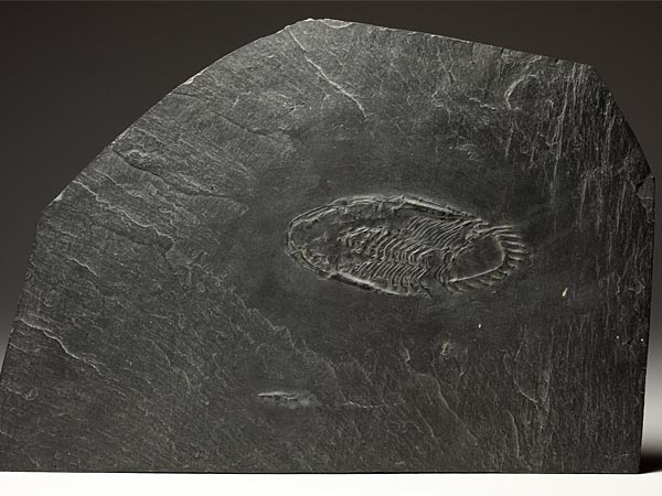 Fossilien aus dem Bundenbacher Schiefer