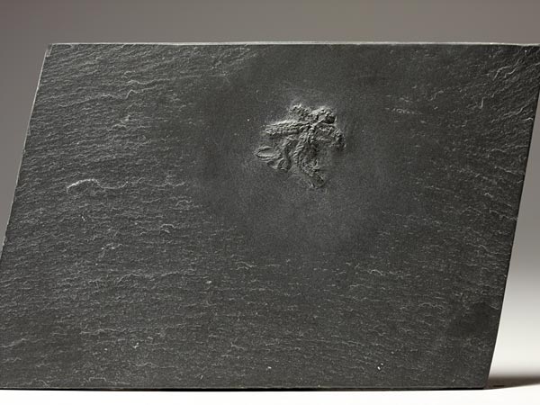 Fossilien aus dem Bundenbacher Schiefer