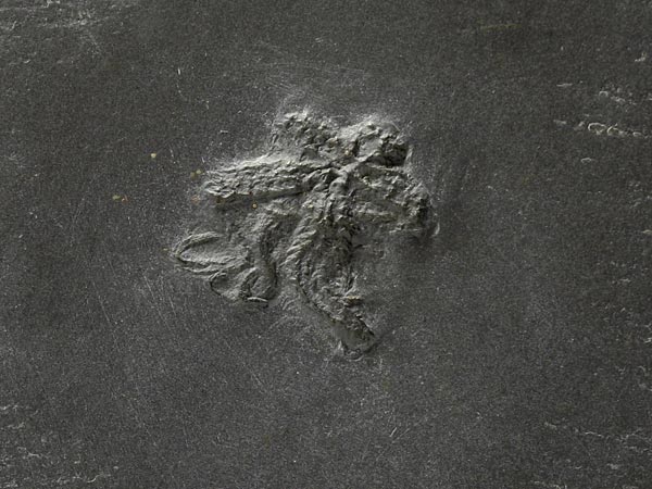 Fossilien aus dem Bundenbacher Schiefer