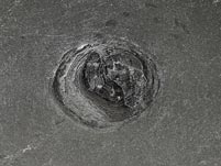 Fossilien aus dem Bundenbacher Schiefer