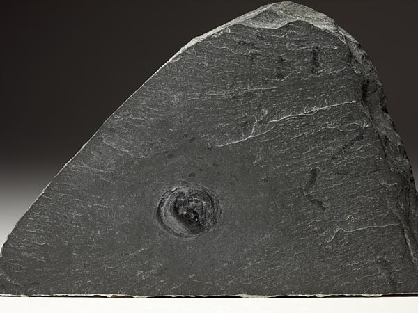 Fossilien aus dem Bundenbacher Schiefer