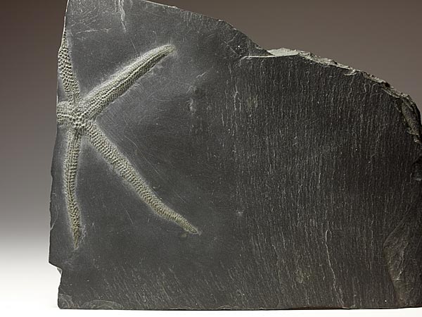 Fossilien aus dem Bundenbacher Schiefer