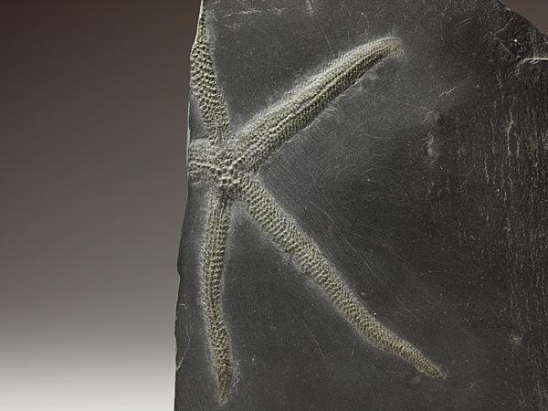 Fossilien aus dem Bundenbacher Schiefer
