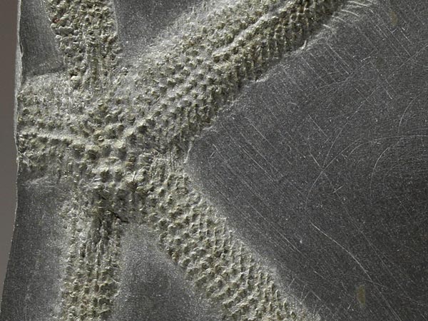 Fossilien aus dem Bundenbacher Schiefer