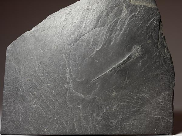 Fossilien aus dem Bundenbacher Schiefer