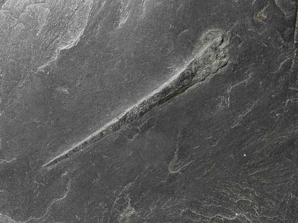 Fossilien aus dem Bundenbacher Schiefer