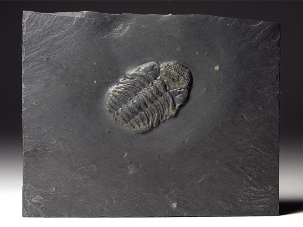 Fossilien aus dem Bundenbacher Schiefer