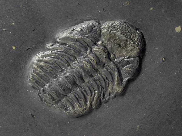 Fossilien aus dem Bundenbacher Schiefer