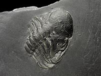 Fossilien aus dem Bundenbacher Schiefer