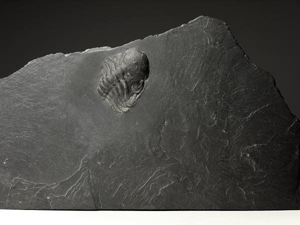Fossilien aus dem Bundenbacher Schiefer