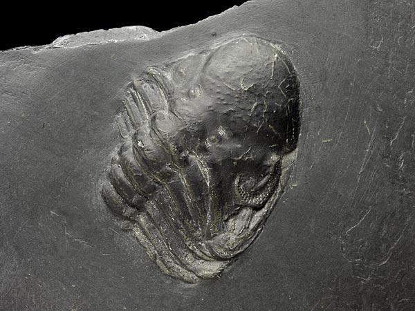 Fossilien aus dem Bundenbacher Schiefer