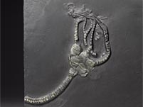 Fossilien aus dem Bundenbacher Schiefer