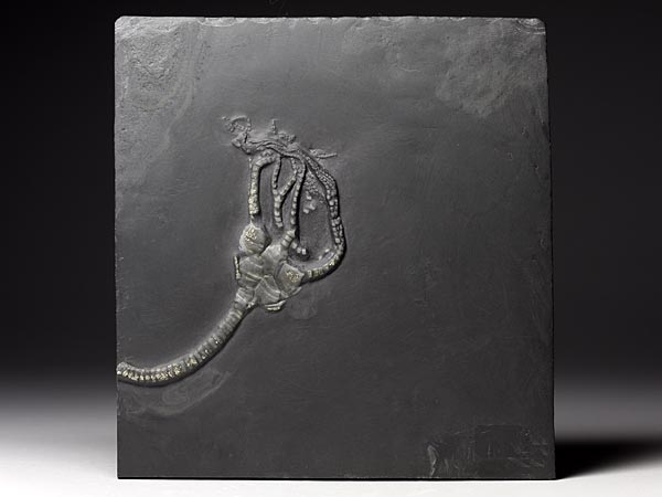 Fossilien aus dem Bundenbacher Schiefer