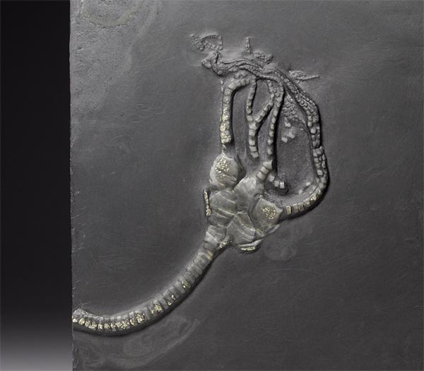 Fossilien aus dem Bundenbacher Schiefer