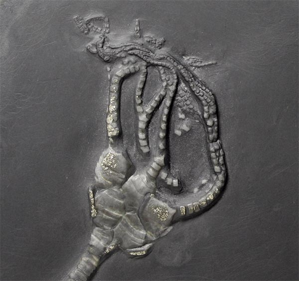 Fossilien aus dem Bundenbacher Schiefer