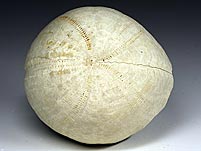 irregulärer Seeigel aus den Niederlanden: Hemipneustes radiatus