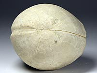 irregulärer Seeigel aus den Niederlanden: Hemipneustes radiatus