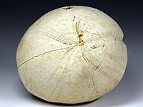 irregulärer Seeigel aus den Niederlanden: Hemipneustes radiatus