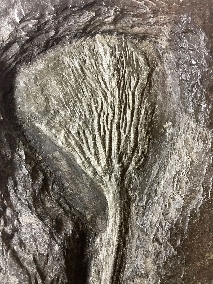Seelilienplatte aus Crailsheim