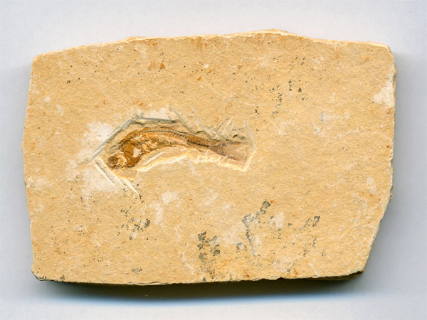 versteinerter Fisch, Dastilbe elongatus
