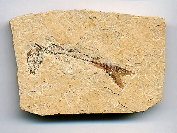 versteinerter Fisch, Dastilbe elongatus