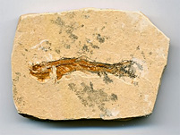 versteinerter Fisch aus Brasilien, Dastilbe elongatus