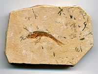 versteinerter Fisch aus Brasilien, Dastilbe elongatus