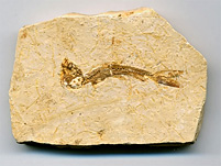 versteinerter Fisch aus Brasilien, Dastilbe elongatus