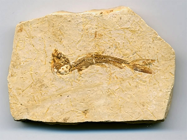 versteinerter Fisch, Dastilbe elongatus