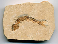 versteinerter Fisch aus Brasilien, Dastilbe elongatus