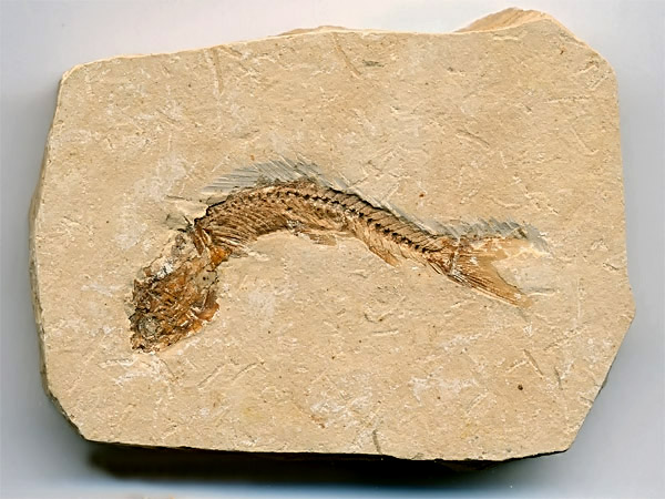 versteinerter Fisch, Dastilbe elongatus