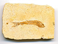 versteinerter Fisch aus Brasilien, Dastilbe elongatus