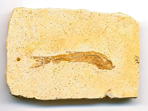 versteinerter Fisch, Dastilbe elongatus