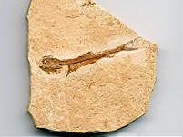 versteinerter Fisch aus Brasilien, Dastilbe elongatus