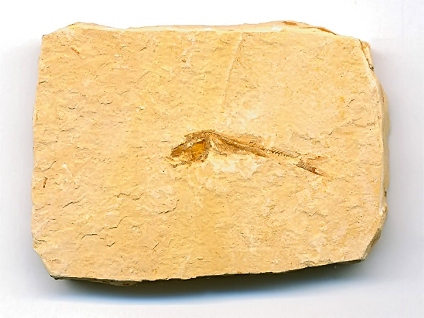 versteinerter Fisch, Dastilbe elongatus