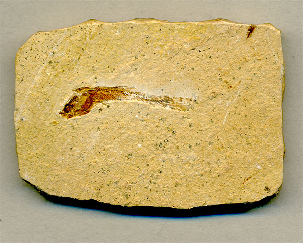 versteinerter Fisch, Dastilbe elongatus